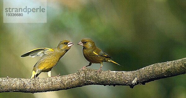 Grünfink (carduelis chloris)  Mobbing Kampf unter Erwachsenen  Normandie in Frankreich