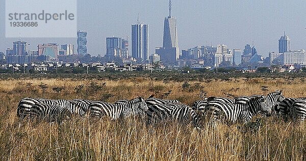 Grant's Zebra (equus burchelli) boehmi  Herde im Nairobi Park in Kenia  im Hintergrund die Stadt Nairobi