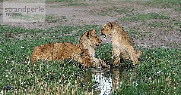 Afrikanischer Löwe (Panthera leo)  spielende Jungtiere  Masai Mara Park in Kenia