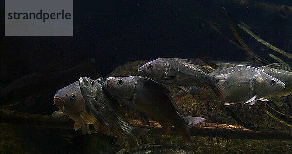 Spiegelkarpfen (Cyprinus carpio carpio)  erwachsene Tiere schwimmen in einem Süßwasseraquarium in Frankreich