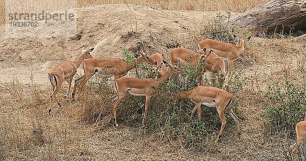 Impala (aepyceros) melampus  Gruppe von Weibchen beim Fressen im Busch  Masai Mara Park in Kenia