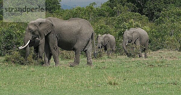 Afrikanischer Elefant (loxodonta africana)  Gruppe im Busch  Masai Mara Park in Kenia