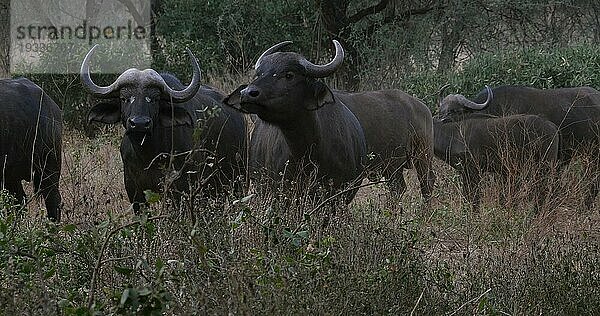 Kaffernbüffel (syncerus caffer)  stehende Herde in der Savanne  Tsavo Park in Kenia