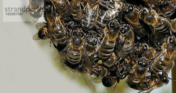 |Europäische Honigbiene (apis mellifera)  Schwarze Bienen  die einen Schwarm bilden  Beginn eines Schwarmes  Bienenstock in der Normandie