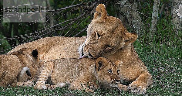 Afrikanischer Löwe (panthera leo)  Mutter leckt Jungtier  Masai Mara Park in Kenia