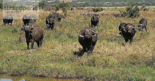 Kaffernbüffel (syncerus caffer)  Gruppe am Wasserloch  Nairobi Park in Kenia