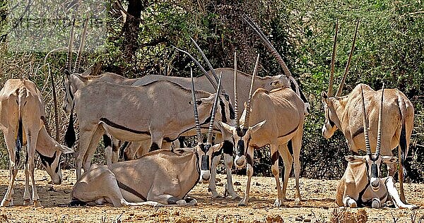 Beisa Oryx (oryx beisa)  Gruppe von Erwachsenen  Samburu Park in Kenia