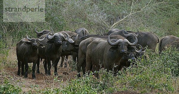 Kaffernbüffel (syncerus caffer)  stehende Herde in der Savanne  Tsavo Park in Kenia