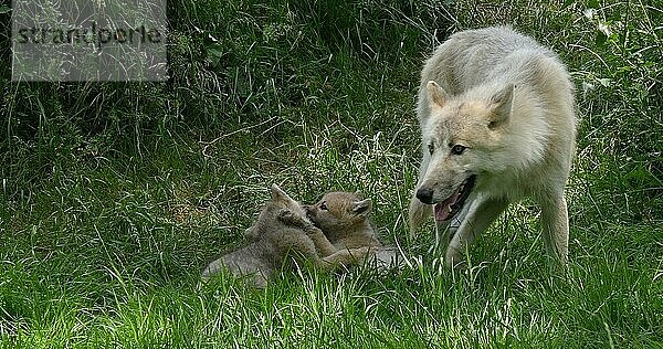 Polarwolf (canis lupus tundrarum)  Mutter spielt mit Jungtier