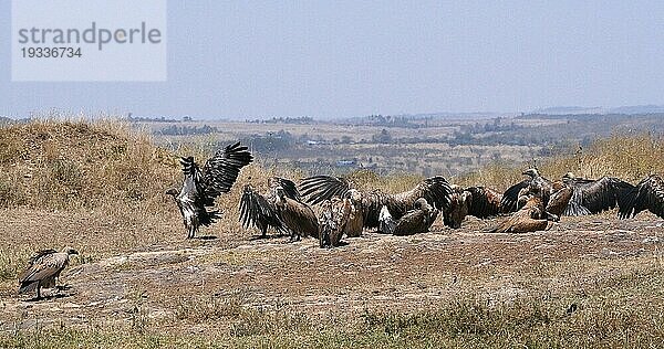 Afrikanischer Weißrückengeier (gyps africanus)  Gruppe beim Sonnenbad  Nairobi Park in Kenia