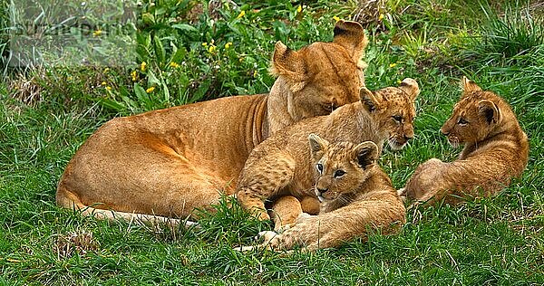 Afrikanischer Löwe (panthera leo)  Mutter und Jungtier