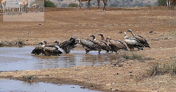 Eigentliche Kuhantilope (alcelaphus buselaphus)  Herde am Wasserloch stehend  und Afrikanischer Weißrückengeier (gyps africanus)  Nairobi Park in Kenia