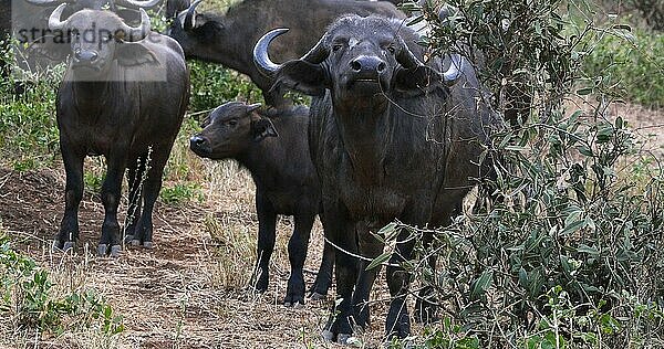 Kaffernbüffel (syncerus caffer)  stehende Herde in der Savanne  Tsavo Park in Kenia