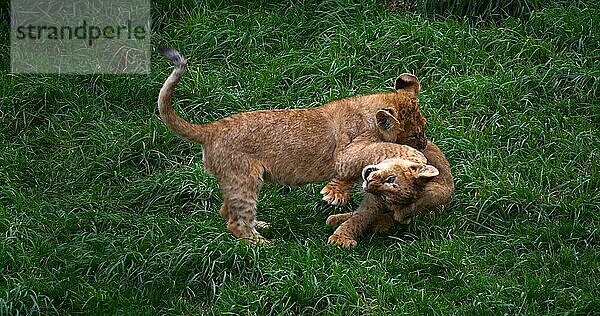 Afrikanischer Löwe (panthera leo)  spielendes Jungtier