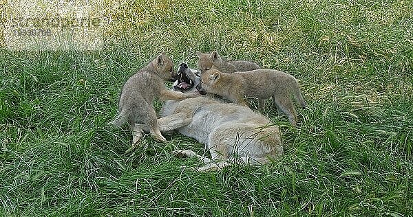 Polarwolf (canis lupus tundrarum)  Mutter spielt mit Jungtier