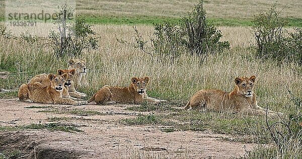 Afrikanischer Löwe (Panthera leo)  Mutter und Jungtier  Nairobi Park in Kenia