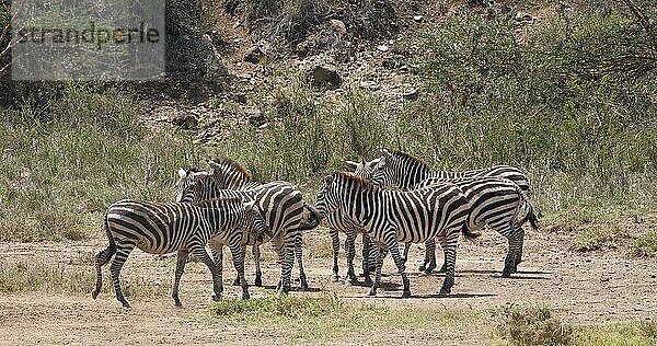 Grant's Zebra (equus burchelli) boehmi  Herde im Nairobi Park in Kenia