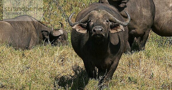 Kaffernbüffel (syncerus caffer)  Herde in der Savanne  Nairobi Park in Kenia