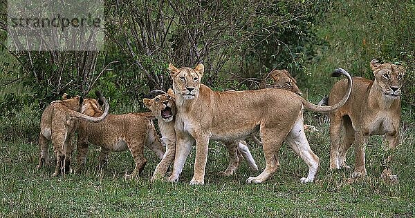 Afrikanischer Löwe (Panthera leo)  Mutter und Jungtier  Masai Mara Park in Kenia