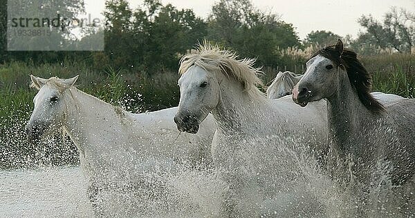 Camargue Pferd  Herde trabend oder galoppierend durch Sumpf  Saintes Marie de la Mer in der Camargue  in Südfrankreich