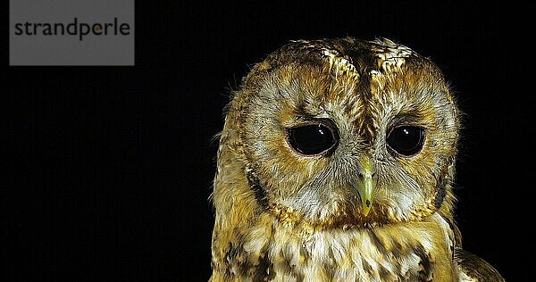 Waldkauz (strix aluco)  Porträt eines erwachsenen Tieres  das seinen Kopf dreht  Normandie in Frankreich