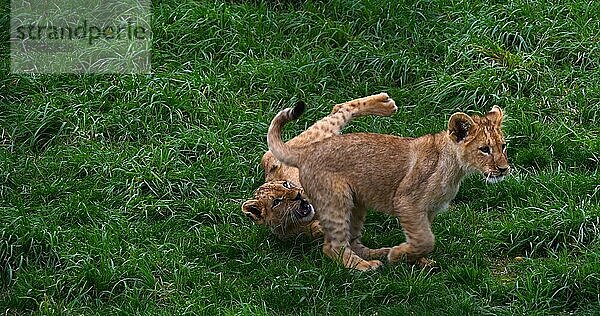 Afrikanischer Löwe (panthera leo)  spielendes Jungtier