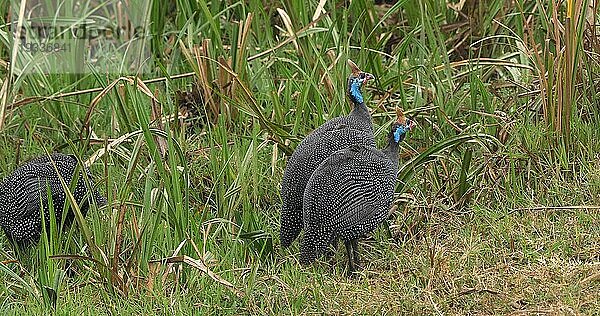 Helmperlhuhn (numida meleagris)  Masai Mara Park in Kenia