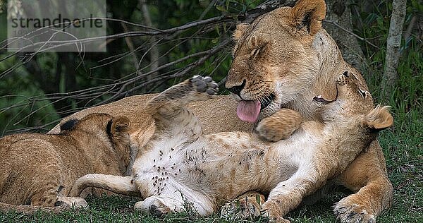 Afrikanischer Löwe (panthera leo)  Mutter leckt Jungtier  Masai Mara Park in Kenia