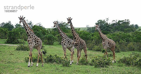 Masaigiraffe (giraffa camelopardalis tippelskirchi)  Gruppe stehend in Savanne  Masai Mara Park in Kenia