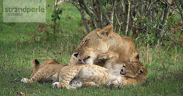 Afrikanischer Löwe (panthera leo)  Mutter leckt Jungtier  Masai Mara Park in Kenia