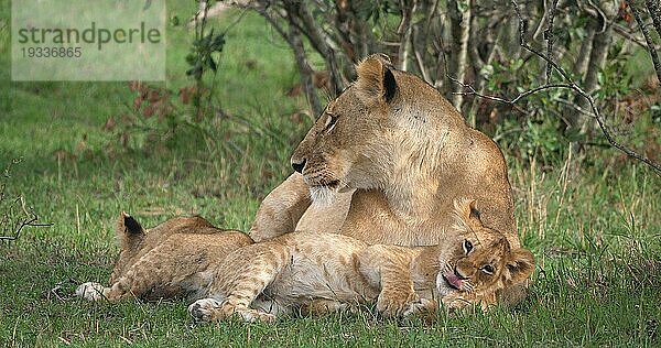 Afrikanischer Löwe (Panthera leo)  Mutter und Jungtier  Masai Mara Park in Kenia