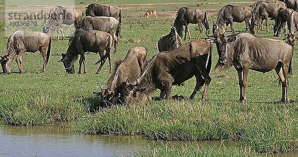 Streifengnu (connochaetes taurinus)  Herde während der Migration  Masai Mara Park in Kenia