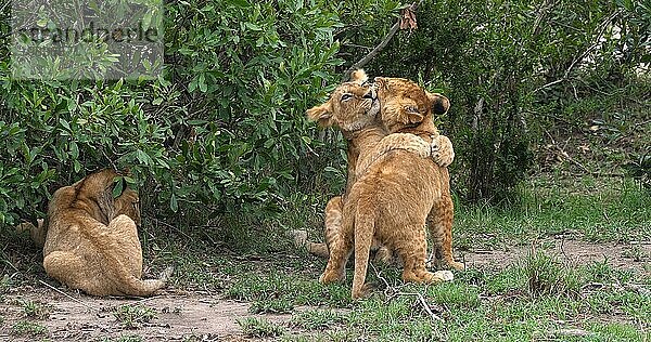 Afrikanischer Löwe (panthera leo)  Jungtiere  Masai Mara Park in Kenia