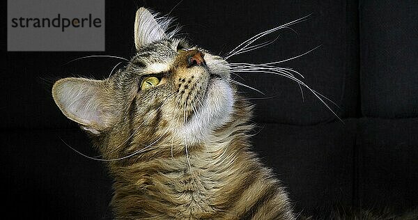 Braun gestromte Maine Coon Hauskatze  Portrait eines Katers vor schwarzem Hintergrund  Normandie in Frankreich