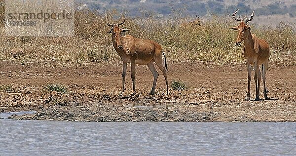 Eigentliche Kuhantilope (alcelaphus buselaphus)  Herde stehend am Wasserloch  Nairobi Park in Kenia