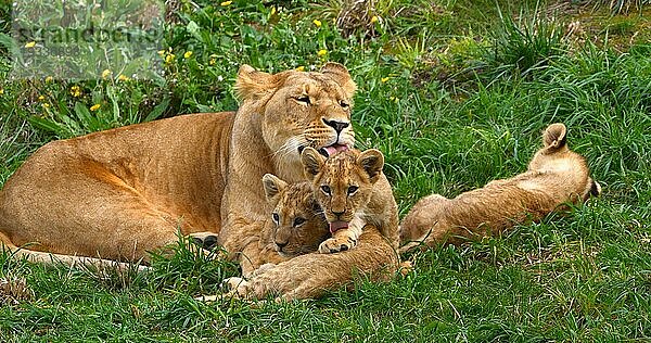 Afrikanischer Löwe (panthera leo)  Mutter und Jungtier