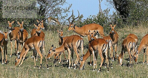 Impala (aepyceros) melampus  Männchen und Weibchen  Masai Mara Park in Kenia