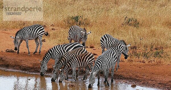 Burchell Zebra (equus burchelli)  Herdentränke am Wasserloch  Tsavo Park in Kenia