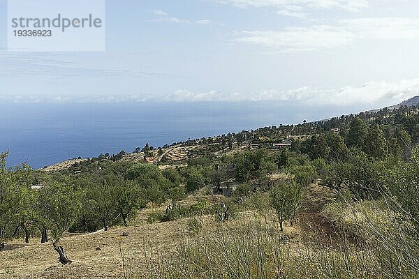 Nordwestküste von der Insel La Palma  Las Tricias  Spanien  Europa