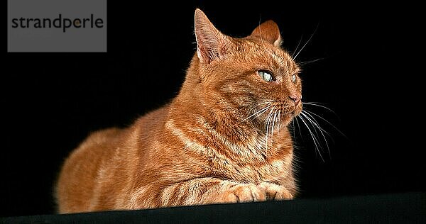 Rot gestromte Hauskatze  erwachsen  liegend vor schwarzem Hintergrund