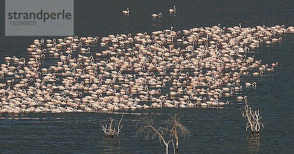 Zwergflamingo (phoenicopterus minor)  Kolonie am Bogoriasee in Kenia