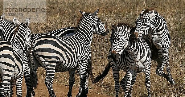 Grant's Zebra (equus burchelli) boehmi  Kampf  Herde im Nairobi Park in Kenia