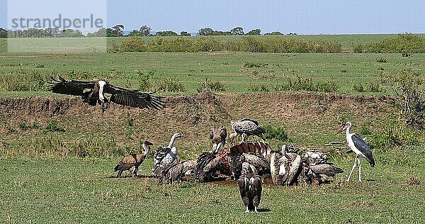 Weißrückengeier (gyps africanus)  Ruppellgeier  gyps rueppelli  Lappengeier (torgos tracheliotus)  Marabu (leptoptilos crumeniferus) Storch  Gruppe beim Fressen eines Kadavers  Masai Mara Park in Kenia