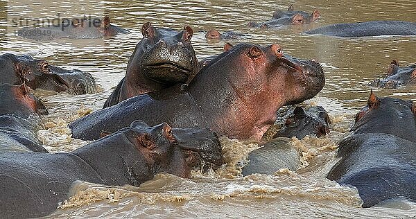 Nilpferd (hippopotamus amphibius)  Gruppe im Fluss stehend  Masai Mara Park in Kenia