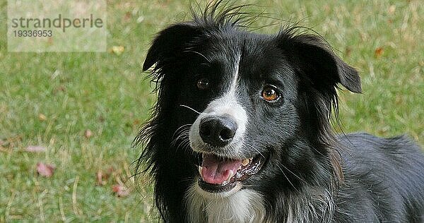 Border Collie Hund auf Gras  Portrait eines Rüden