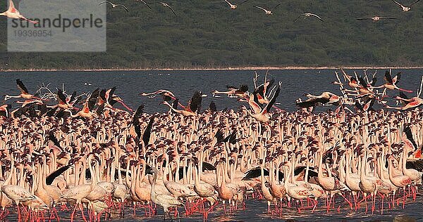 Zwergflamingo (phoenicopterus minor)  Gruppe im Flug  Kolonie am Bogoriasee in Kenia