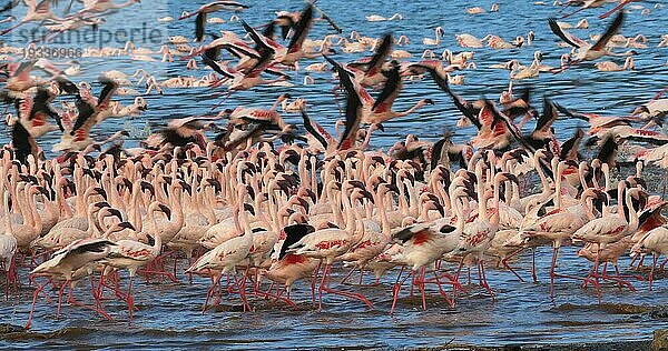 Zwergflamingo (phoenicopterus minor)  Gruppe im Flug  Kolonie am Bogoriasee in Kenia