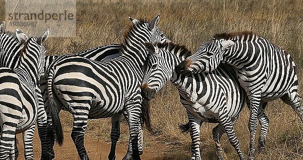 Grant's Zebra (equus burchelli) boehmi  Kampf  Herde im Nairobi Park in Kenia