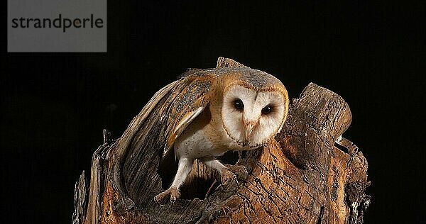 Schleiereule (tyto alba)  erwachsen  Normandie in Frankreich