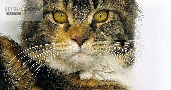 Brown Tortie Blotched Tabby und White Maine Coon Hauskatze  Nahaufnahme des Kopfes der Katze vor weißem Hintergrund  Normandie in Frankreich